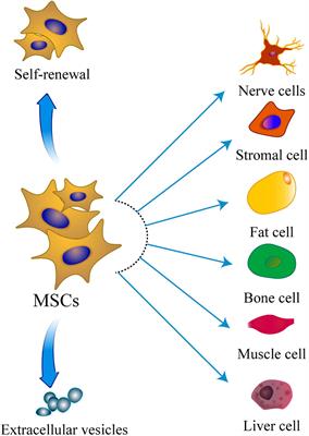 Mesenchymal Stem Cells in Premature Ovarian Insufficiency: Mechanisms and Prospects